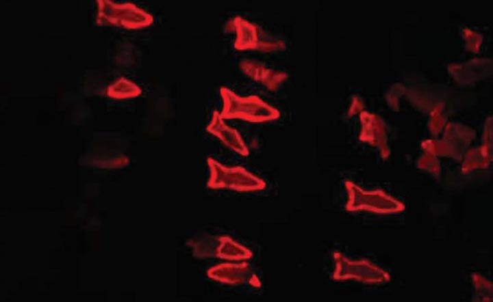 Искусственная рыба-микробот сможет очищать кровь человека от ядов