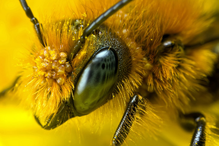 Пчелы помогут создать камеры нового поколения