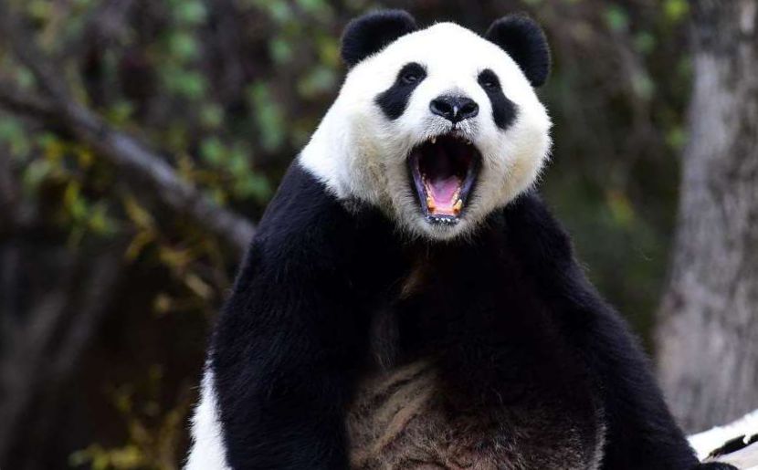 ИИ будет распознавать лица панд в Китае