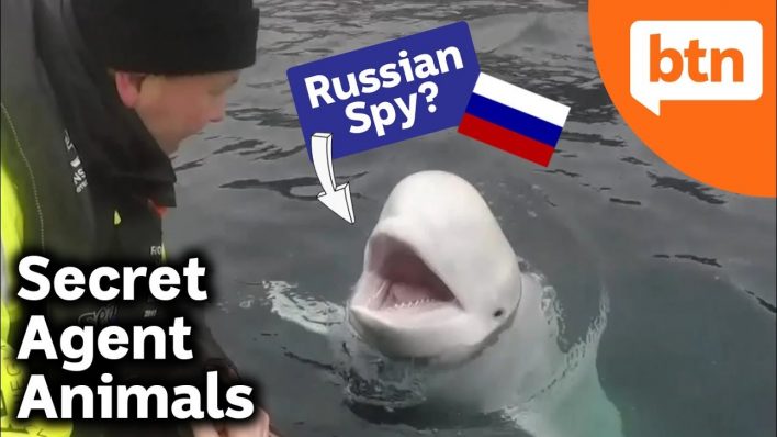 Россия шпионит за норвежскими рыбаками с помощью белух?
