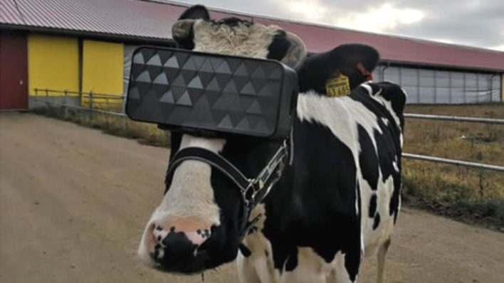 Зачем подмосковным коровам VR-очки?