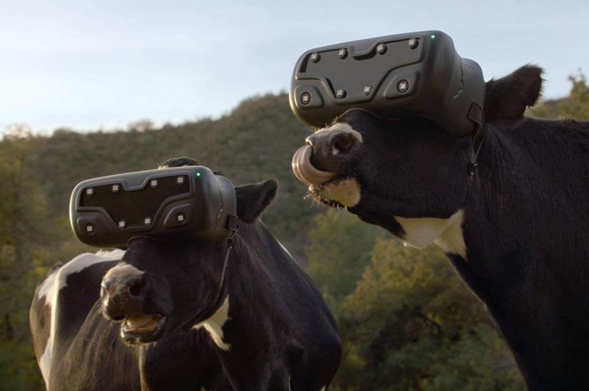 Как путешествовать с коровой. VR очки для коров. Коровы в очках виртуальной реальности. Крутая корова. Корова в шлеме виртуальной реальности.