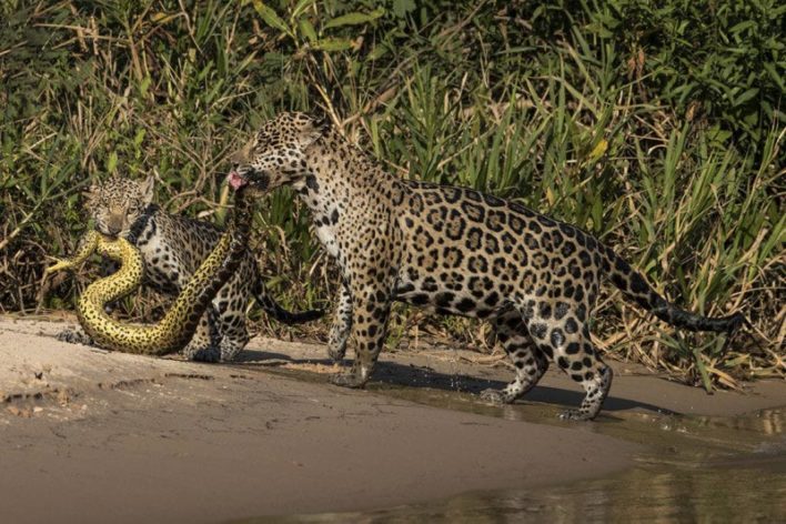 Фотограф "поймал момент" и получил премию Wildlife Photographer