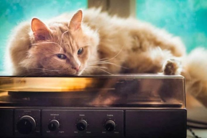 Кошки любят особенную музыку