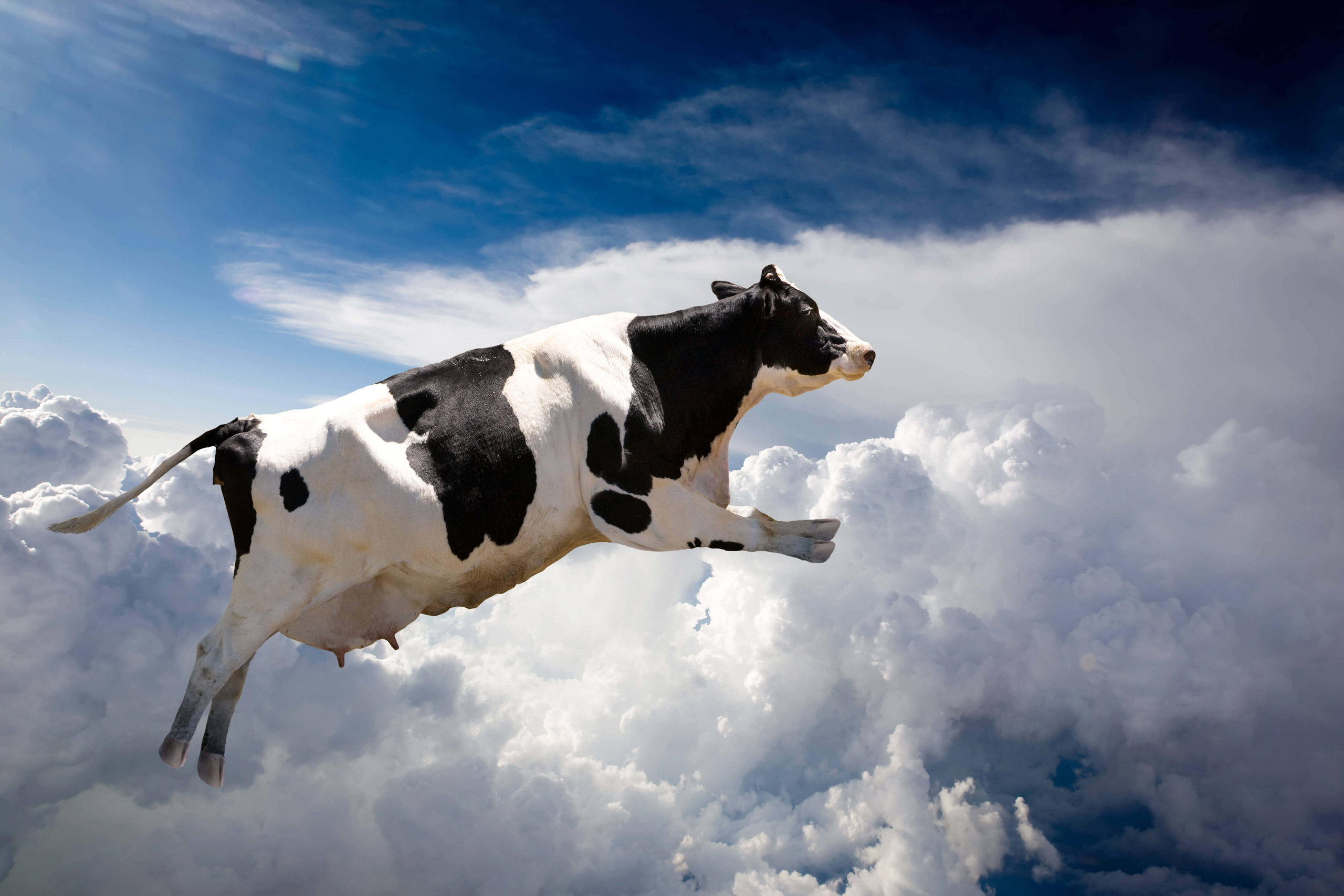Корова прыгает