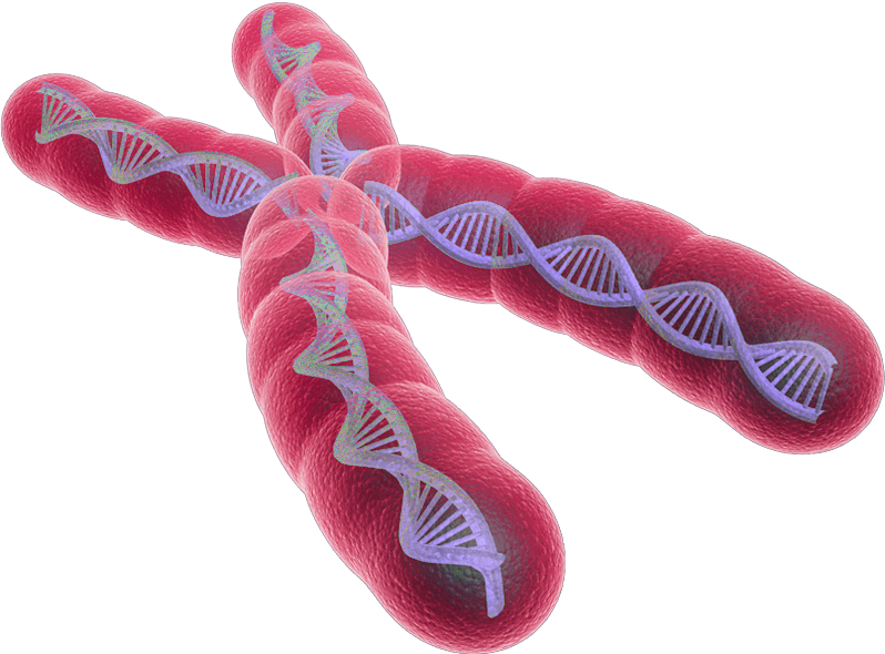 Ученые полностью расшифровали Х-хромосому!