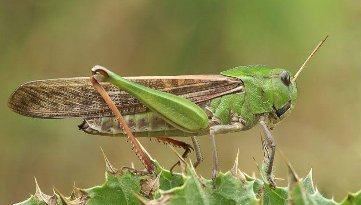 Саранча. Саранча Перелетная locusta migratoria. Прямокрылые азиатская Перелетная Саранча. Прямокрылые саранчовые. Саранча кобылка.