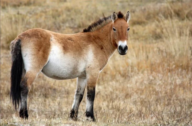 Лошадь Пржевальского клонировали из материала, который хранился 40 лет