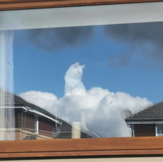 Оптическая иллюзия сделала обычную кошку «божественной»