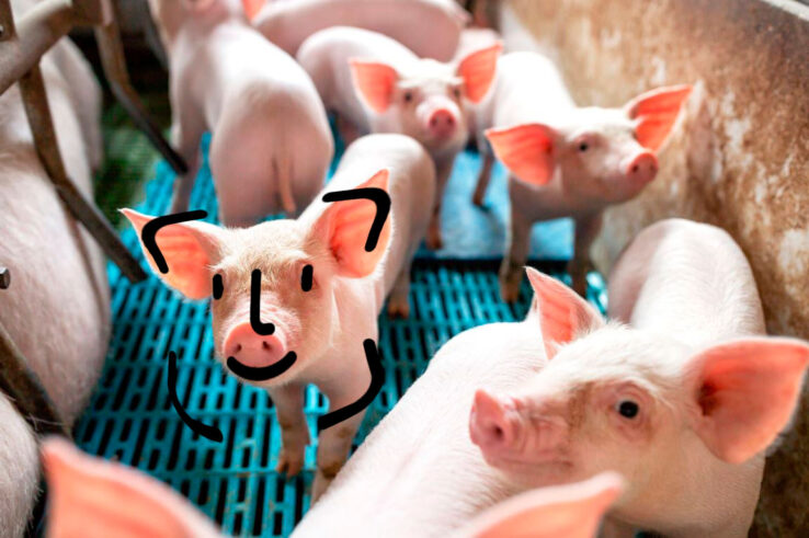 Huawei начнёт разводить свиней, используя технологии