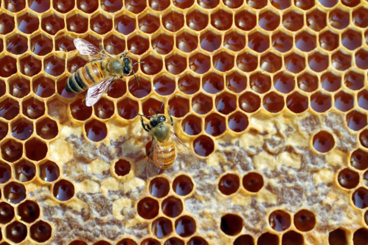 В мёде обнаружили Цезий-137 — компонент радиоактивных отходов