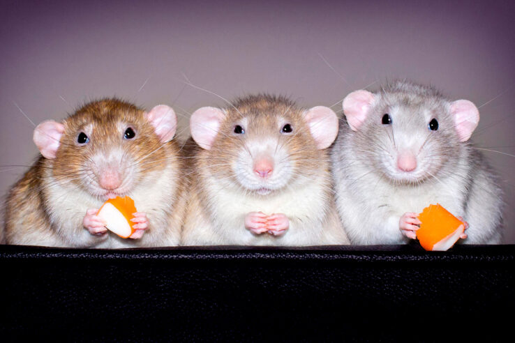 Зачем мозг нескольких крыс объединили в один коллективный разум?