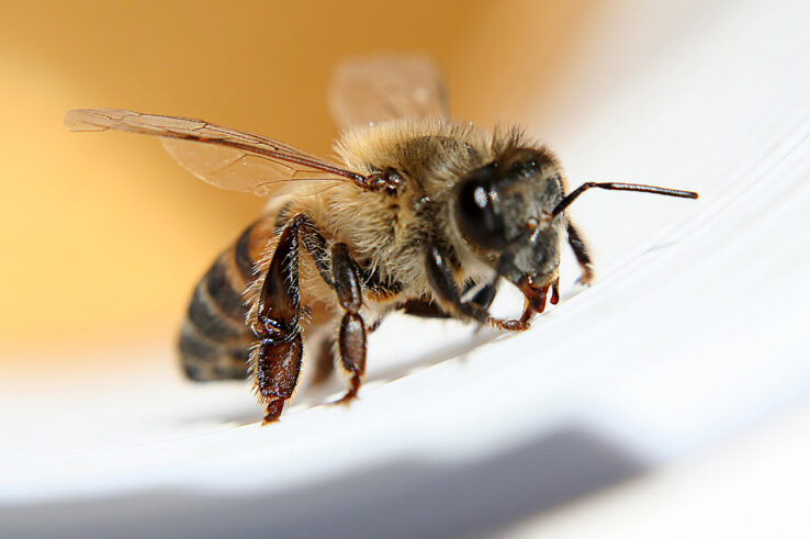 Пчелы могут эффективно диагностировать заражение COVID-19