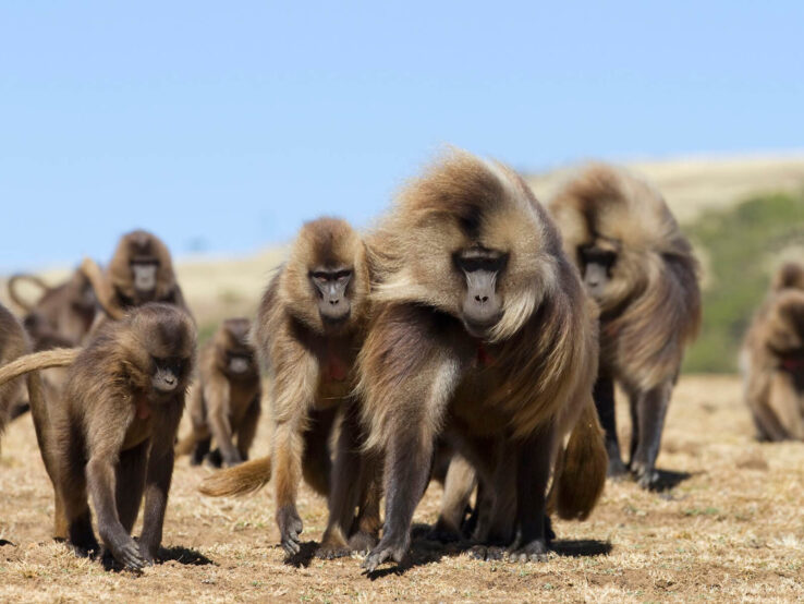 Нахождение в группе дорого обходится бабуинам, согласно данным GPS трекеров