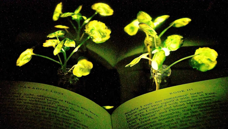 Лампы заменят растениями!