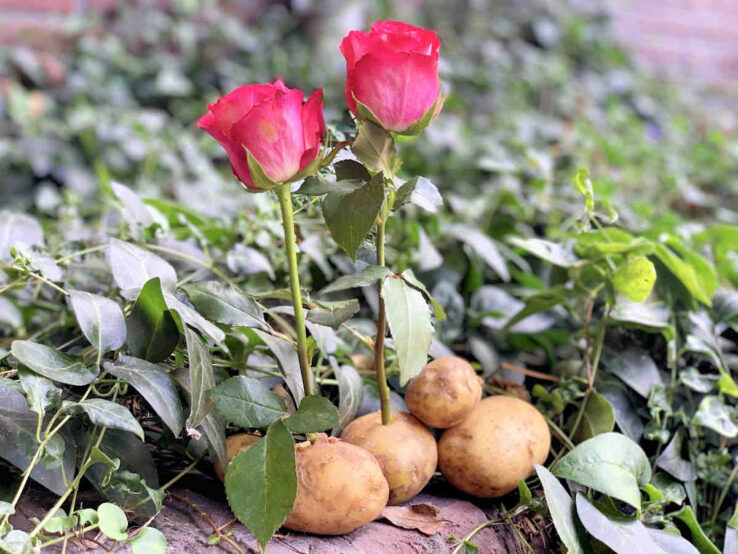Лайфхак: Розы — отличный способ поднять себе настроение