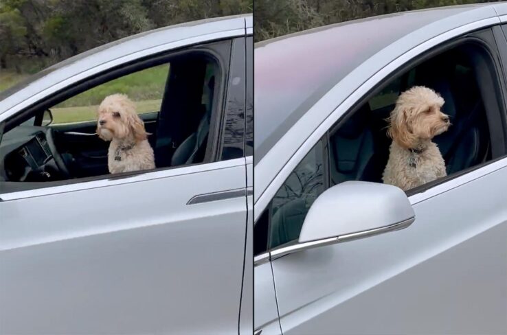 Вы уже видели видео, где Tesla движется с собакой на водительском сидении?