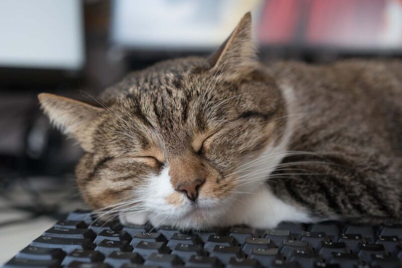Почему кошки любят лежать на клавиатуре и что с этим делать?
