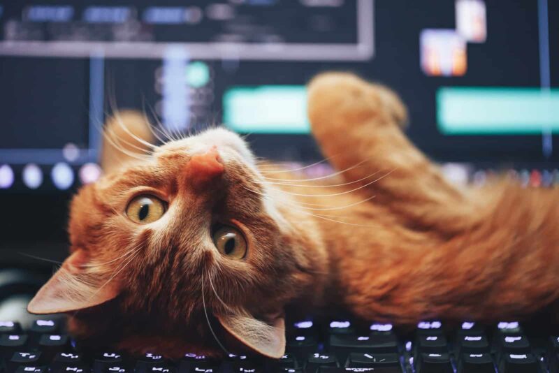 Почему кошки любят лежать на клавиатуре и что с этим делать?