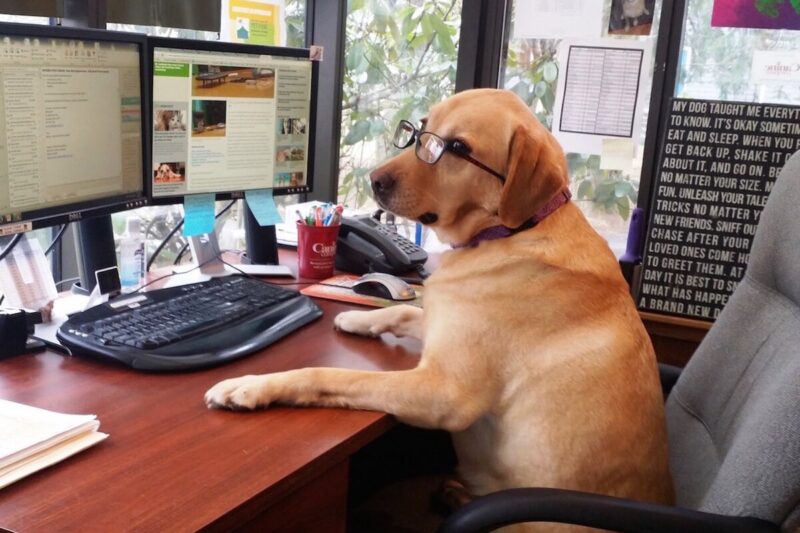 Забавная история: Собака помогла системному администратору