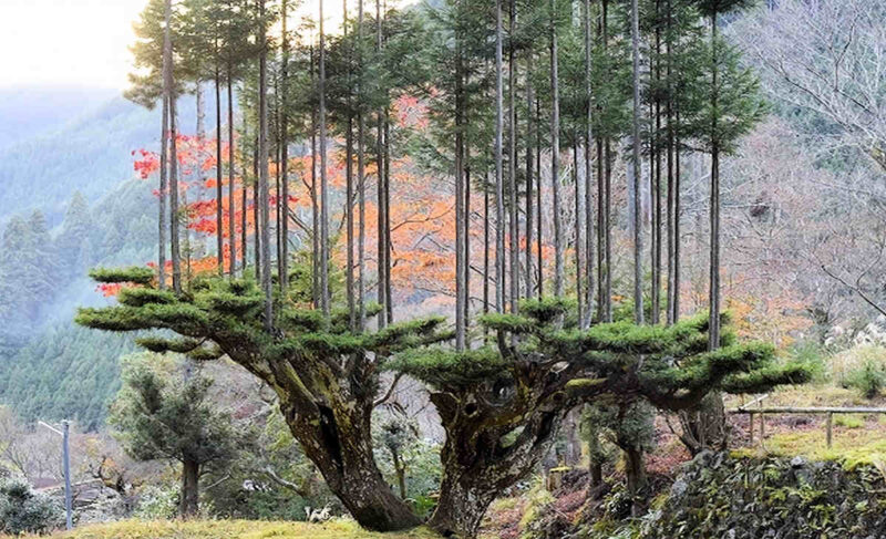 Древняя японская технология заготовки древесины без вырубки деревьев