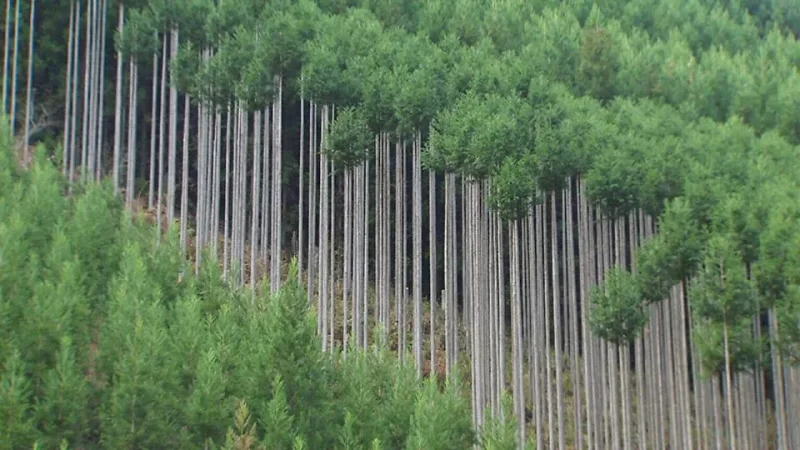 Древняя японская технология заготовки древесины без вырубки деревьев