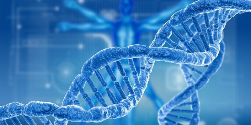 «Генетические ножницы» приближают человека к бессмертию