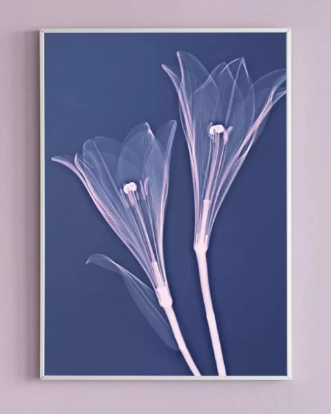 Фотограф превратил рентгеновские снимки цветов в удивительные по красоте рисунки