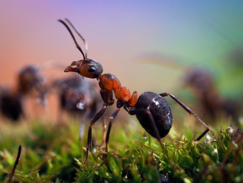 Ученые сочли всех муравьев на Земле! Зачем?