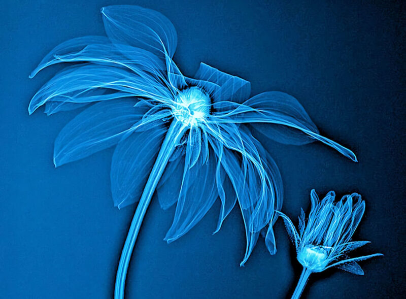 Фотограф превратил рентгеновские снимки цветов в удивительные по красоте рисунки