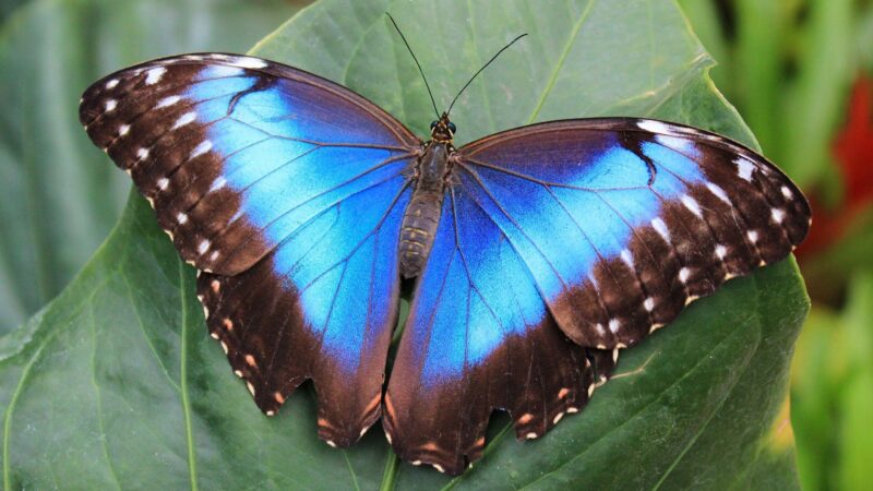 Плазмонная краска от бабочек приведёт к революционным переменам в окрашивании поверхностей