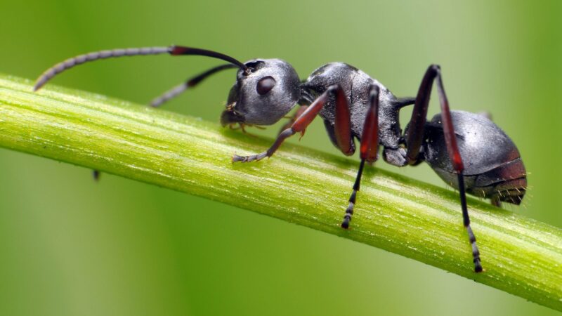 Ученые узнали, кто превращает муравьев в зомби