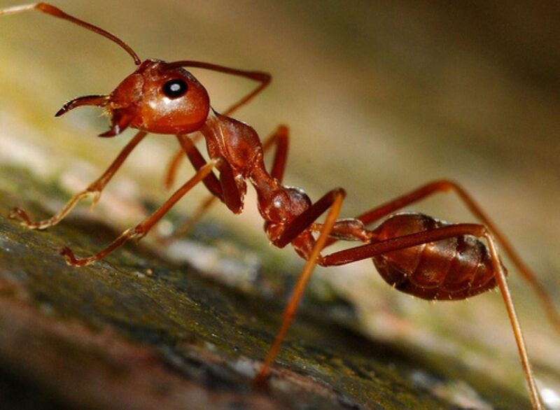 Красные муравьи в Европе угрожают электронике и автомобилям
