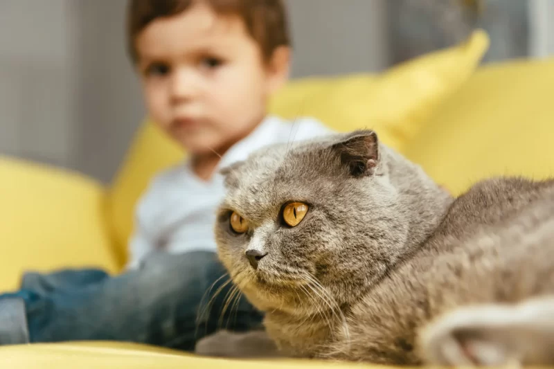 Тесное общение детей с кошками провоцирует развитие шизофрении