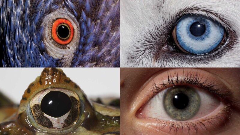 Ученые предлагают посмотреть на мир глазами животных и насекомых