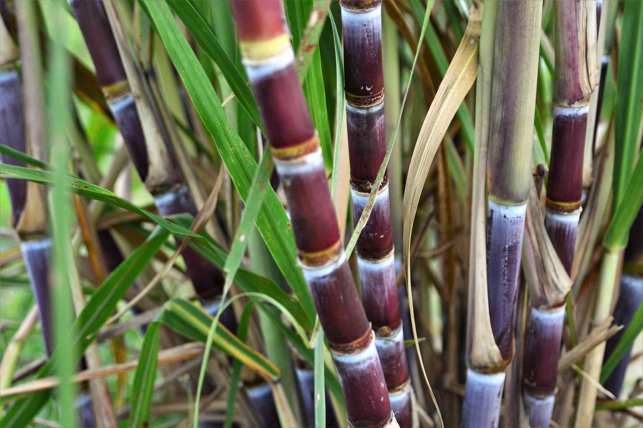 Бразилия сахарный тростник. Гавайи сахарный тростник. Сахарный тростник в Бразилии. Сахарный тростник Соломина. Сахарный тростник ( Saccharum SP.).