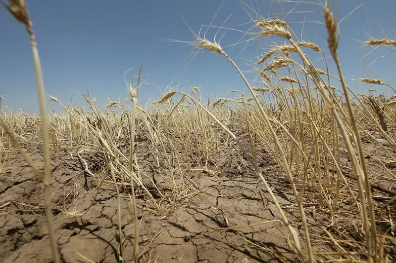 В России найден способ победить засухи