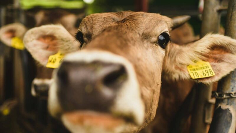 Генномодифицированная корова дает молоко, в составе которого есть человеческий инсулин