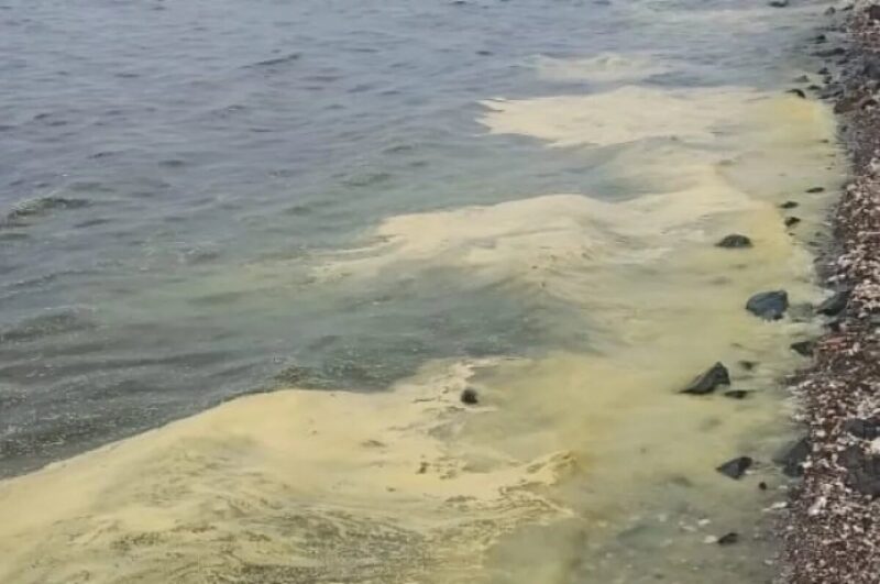 Что окрасило в желто-зеленый цвет воды Амурского залива?