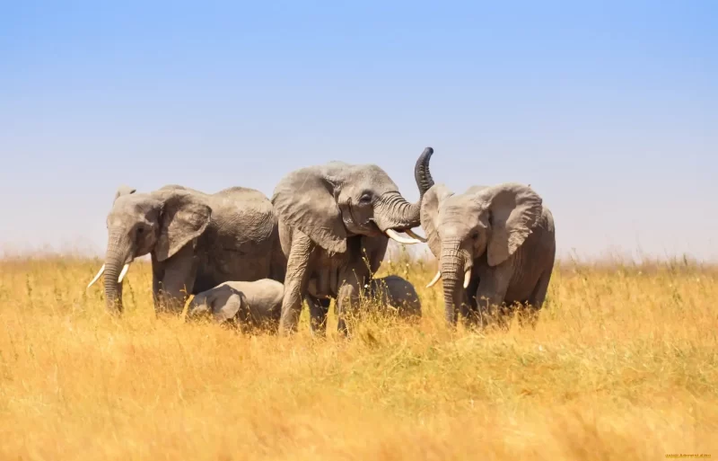 Доказано: слоны называют друг друга по именам