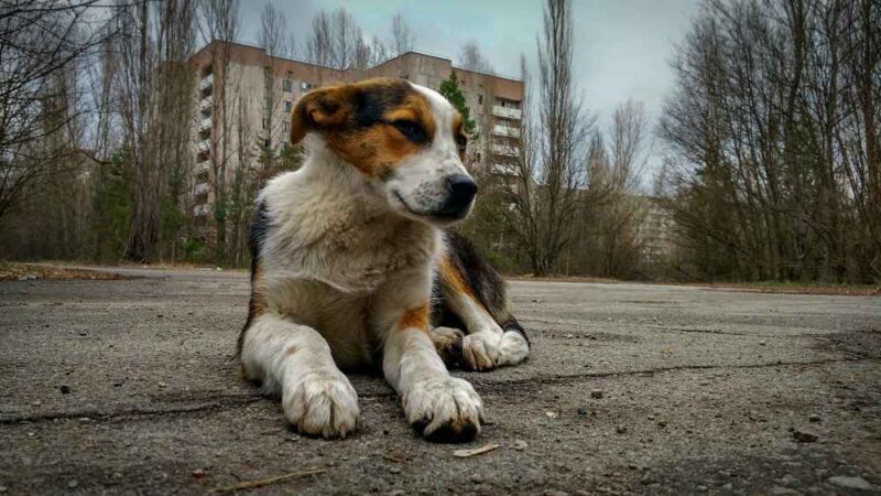 Как собаки приспособились к жизни в зоне отчуждения Чернобыля